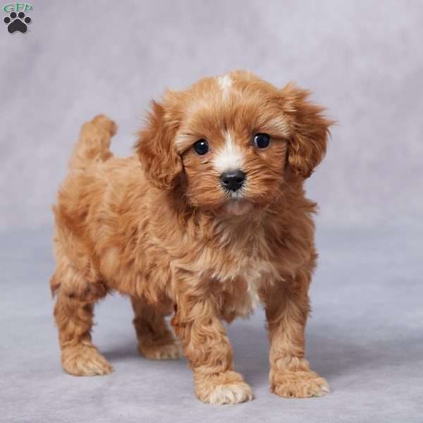 Teddy, Cavapoo Puppy